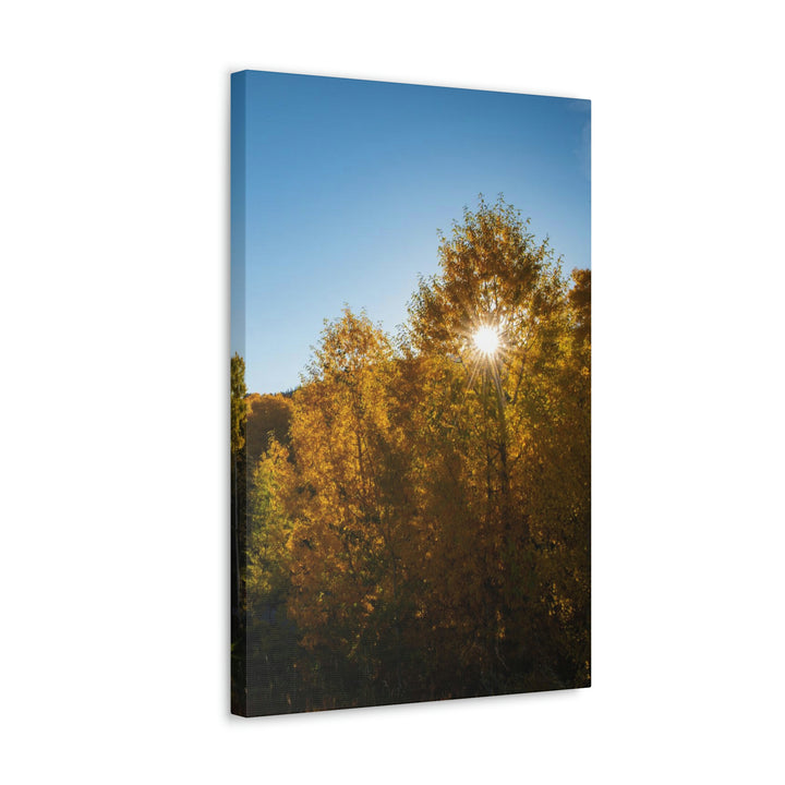 Sun Through the Aspens - Canvas