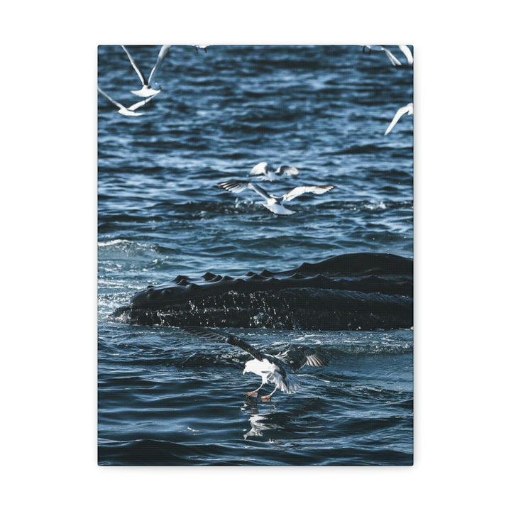 Humpback Hello - Canvas