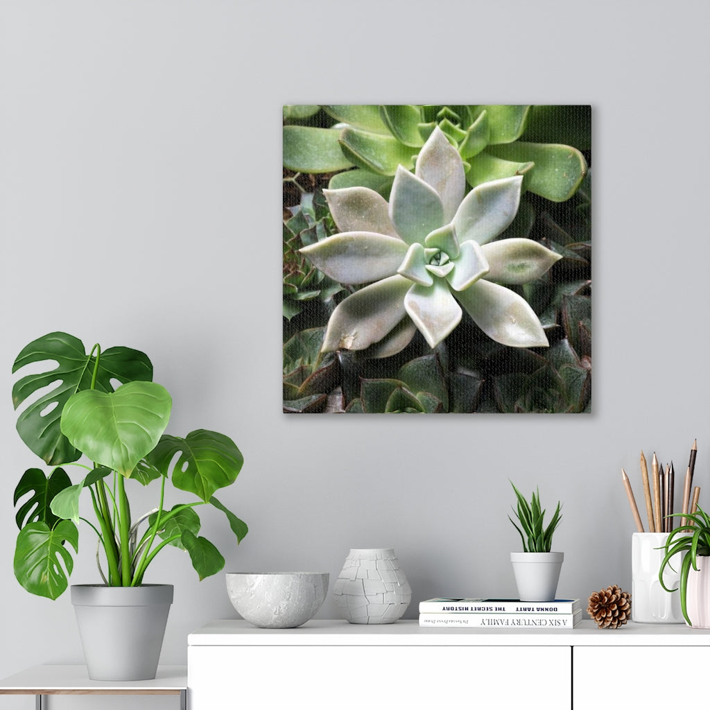 Succulent - Array - Canvas