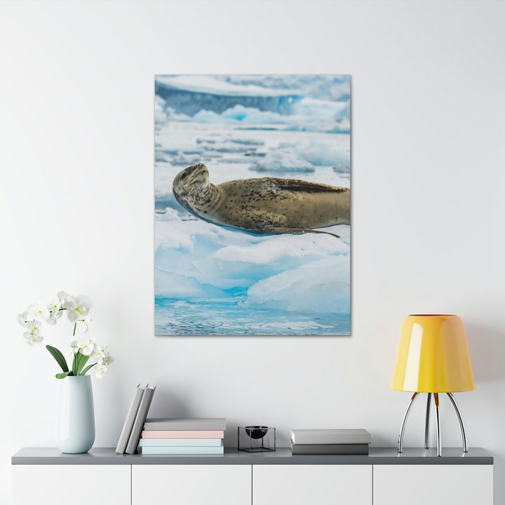 Leopard Seal Relaxing - Canvas