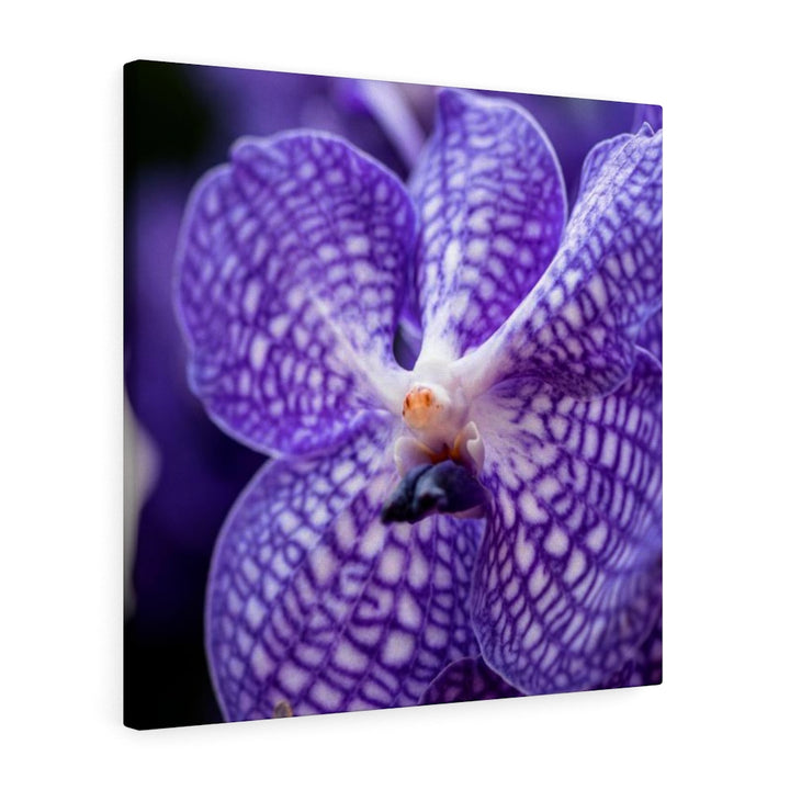 Orchid Detail - Canvas