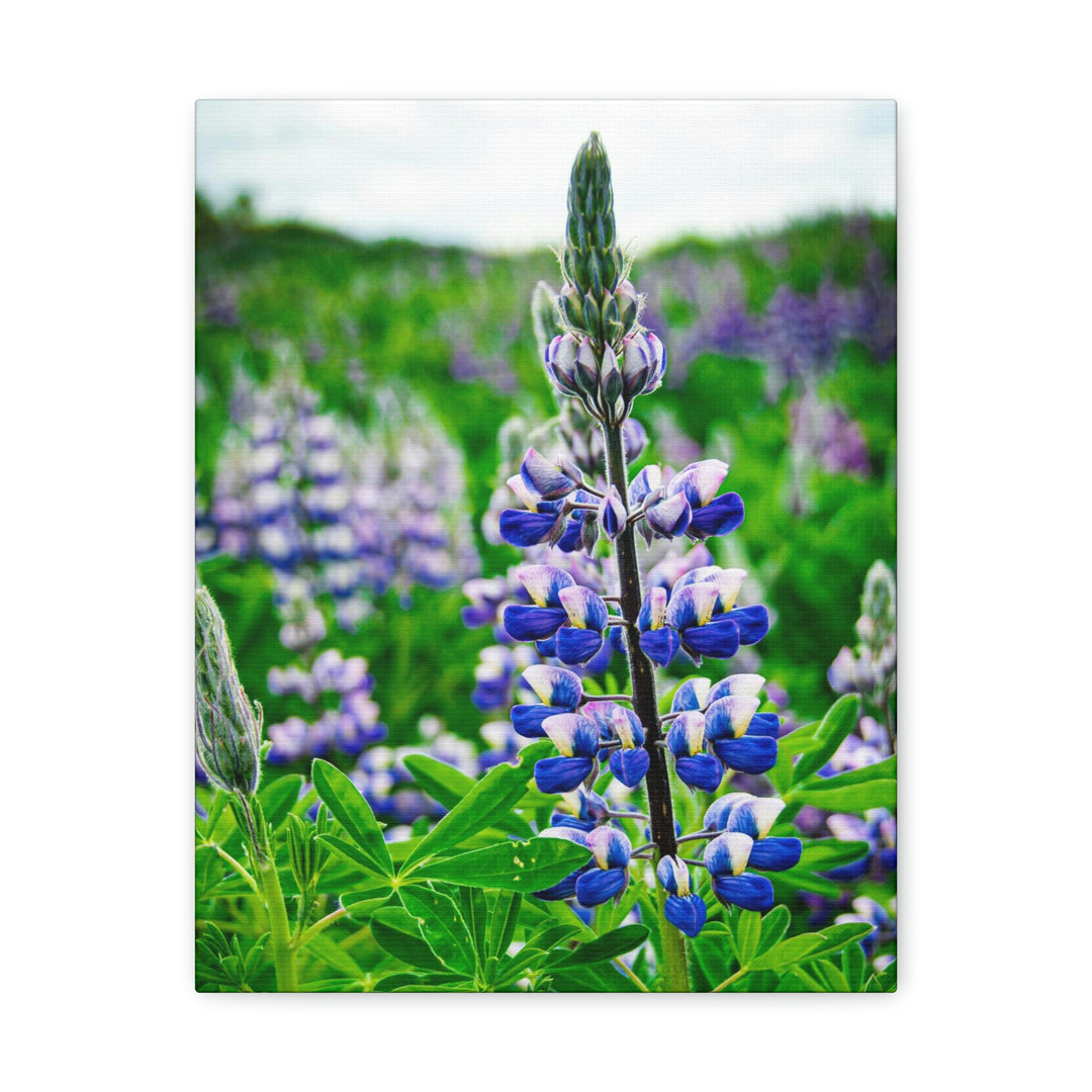 Glowing Lupin - Canvas