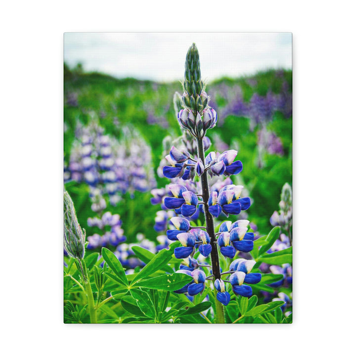 Glowing Lupin - Canvas