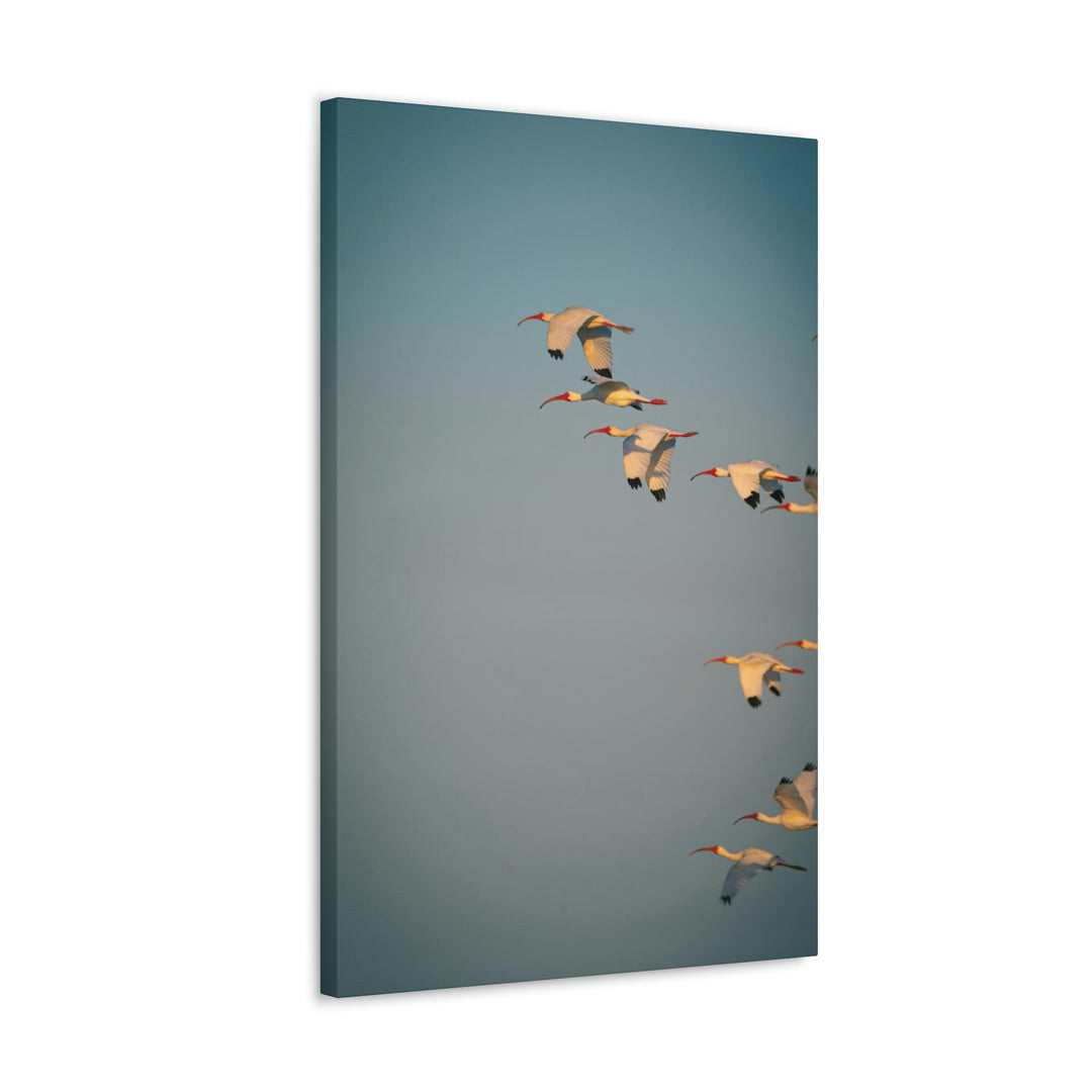 White Ibis in Flight - Canvas