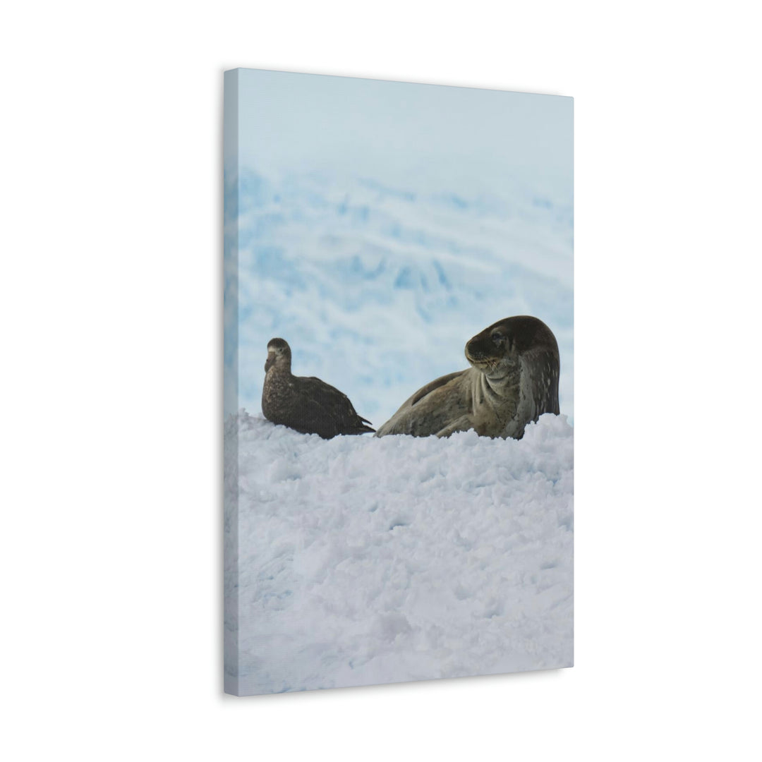 A Resting Pair - Canvas