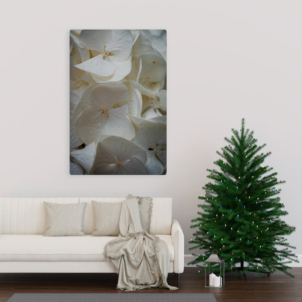 White Hydrangea Detail - Canvas