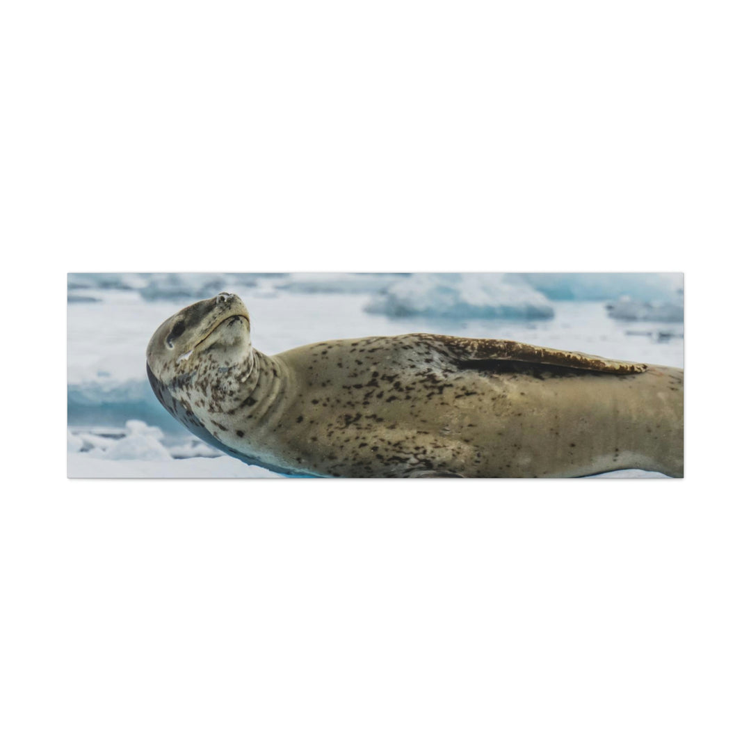 Leopard Seal Relaxing - Canvas