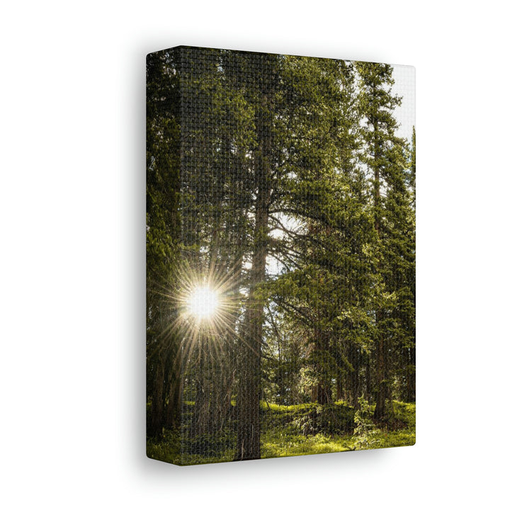 Forest Light - Canvas