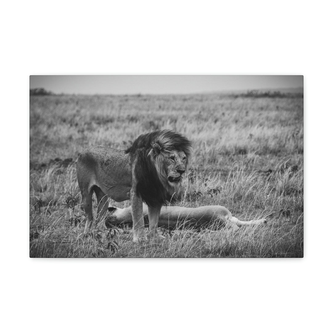 Mating Lions in Black and White - Canvas