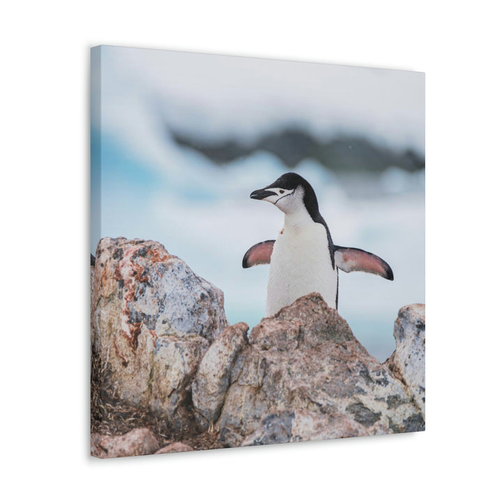 Stretched Penguin - Canvas