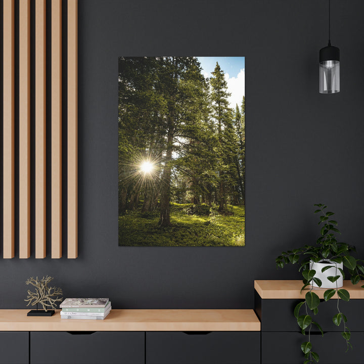 Forest Light - Canvas