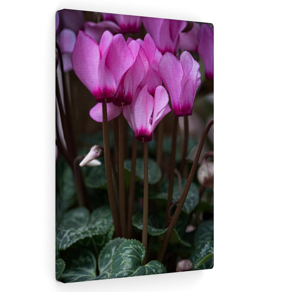 Cyclamen Reach - Canvas