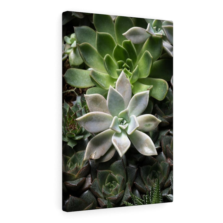 Succulent - Array - Canvas