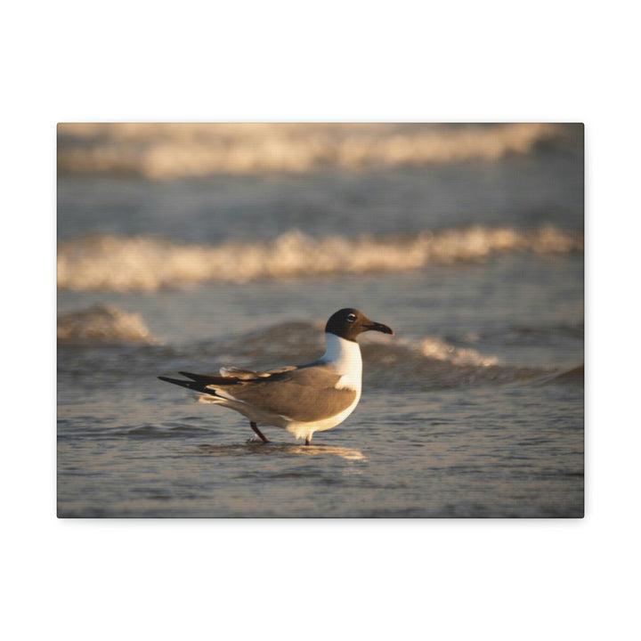 Laughing Gull in the Surf - Canvas