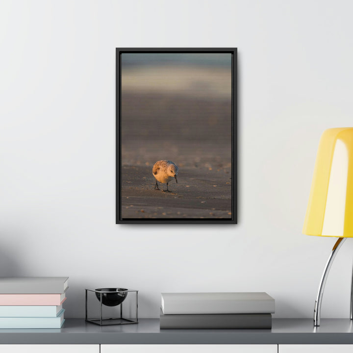 Feeding Sanderling - Canvas with Frame