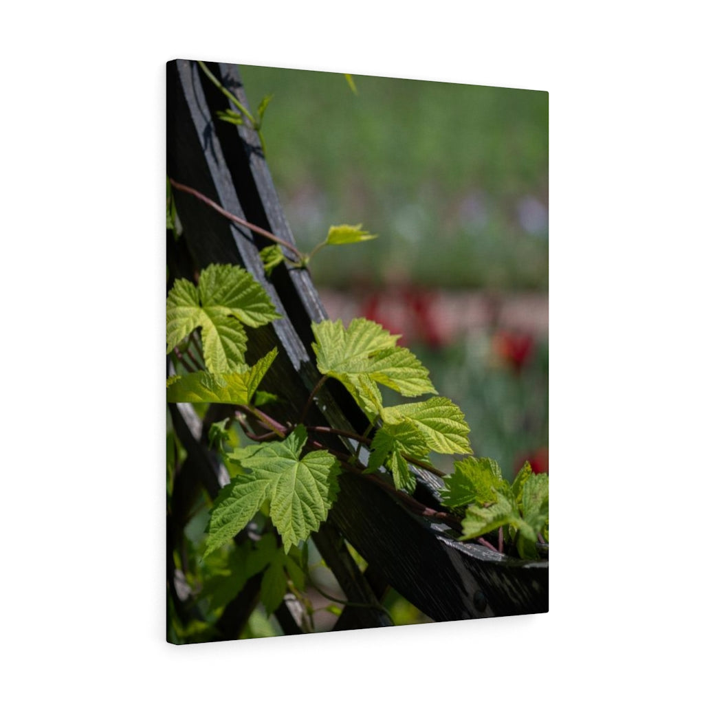 Ivy-Covered Fence - Canvas