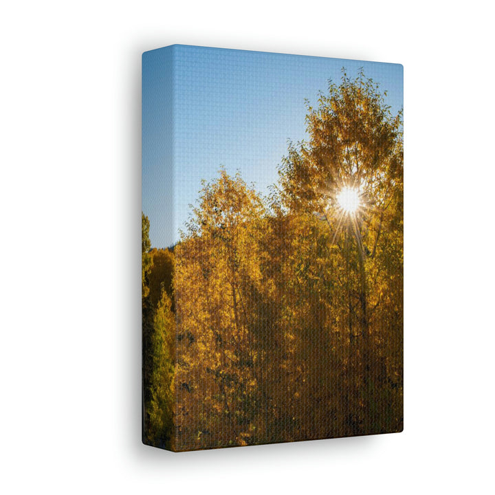 Sun Through the Aspens - Canvas