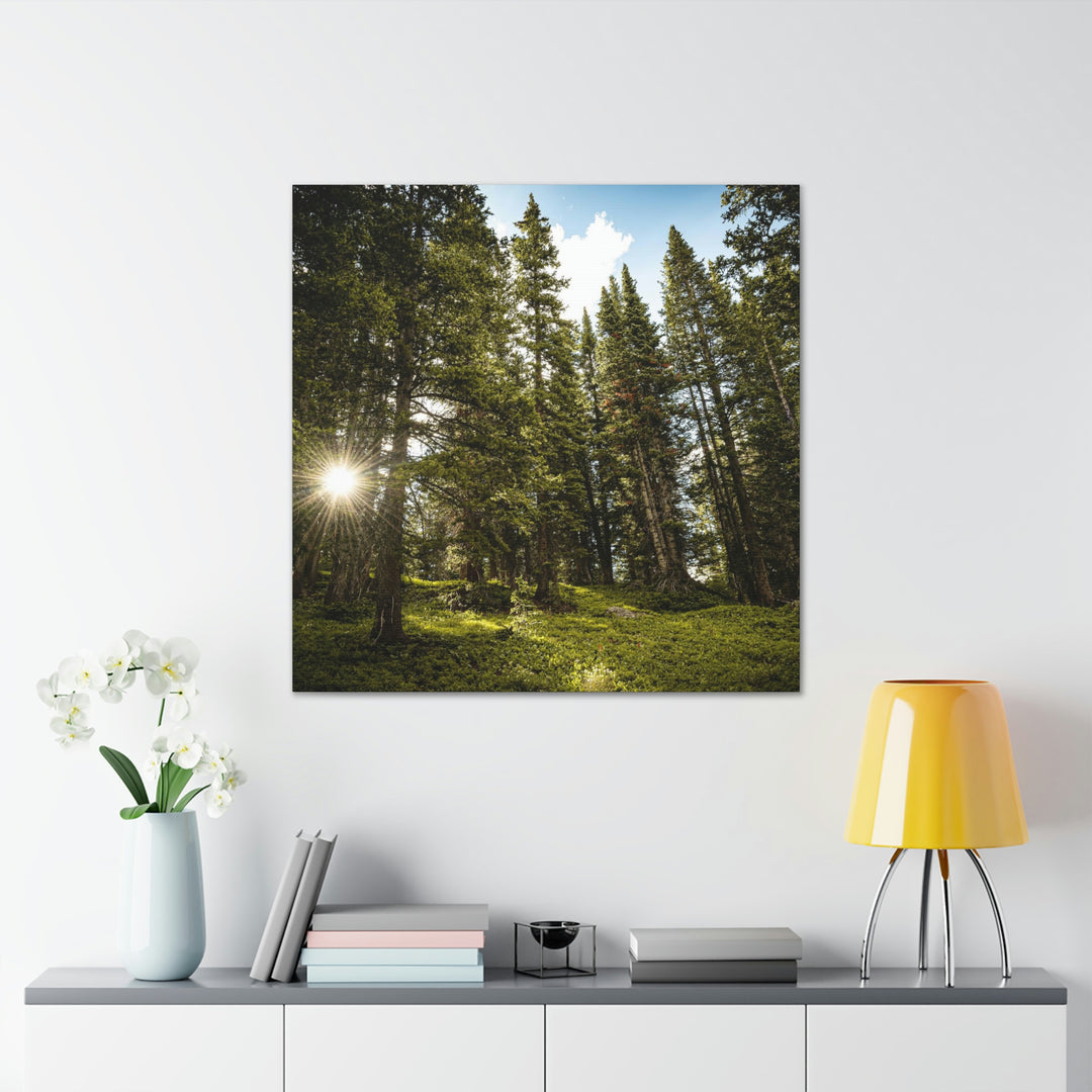 Forest Light - Canvas