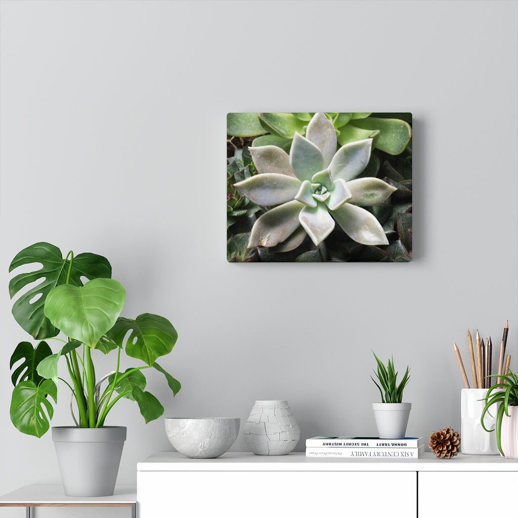 Succulent - Array - Canvas