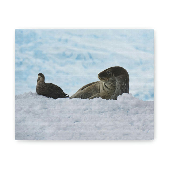 A Resting Pair - Canvas