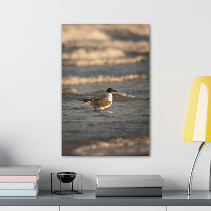 Laughing Gull in the Surf - Canvas