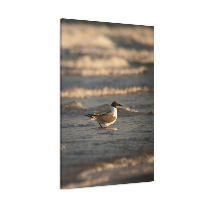 Laughing Gull in the Surf - Canvas