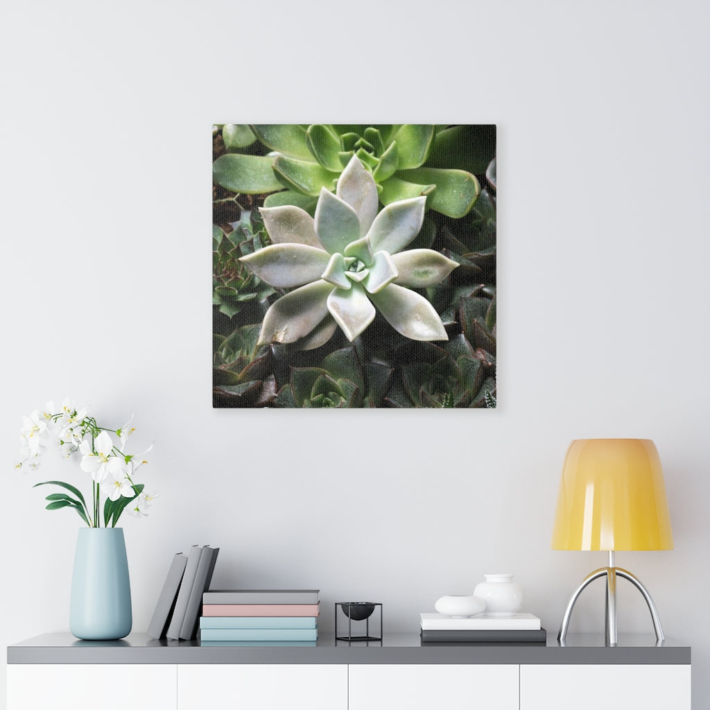 Succulent - Array - Canvas