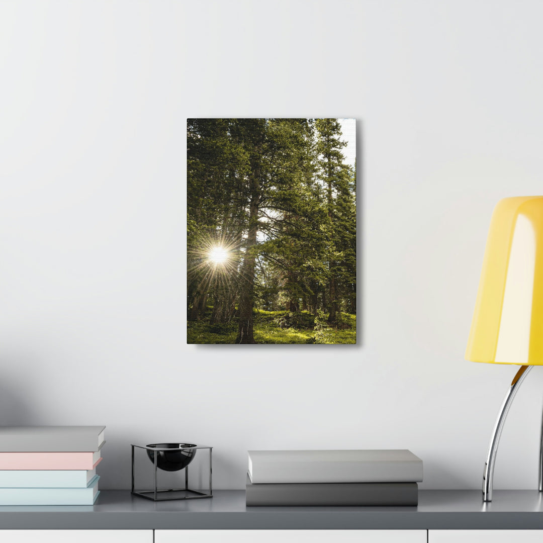 Forest Light - Canvas