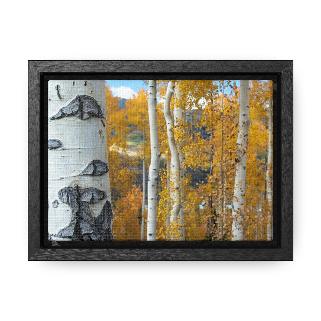 Aspens Changing - Canvas with Frame