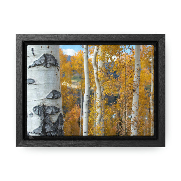 Aspens Changing - Canvas with Frame