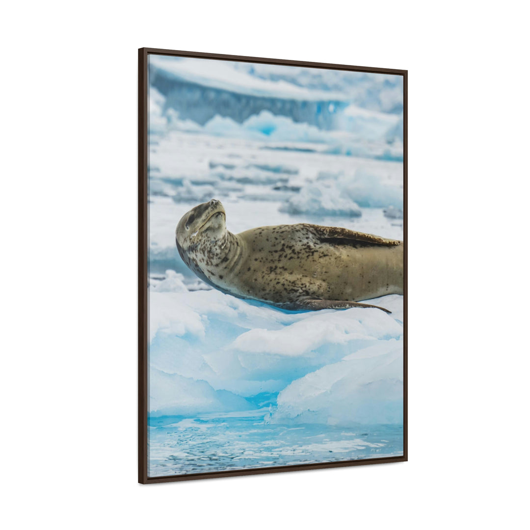 Leopard Seal Relaxing - Canvas with Frame