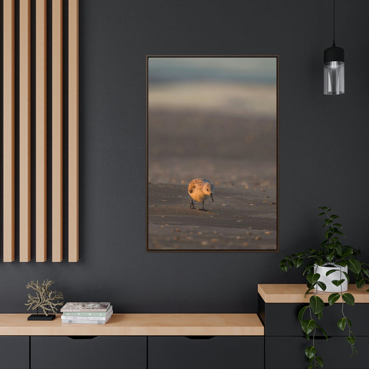 Feeding Sanderling - Canvas with Frame