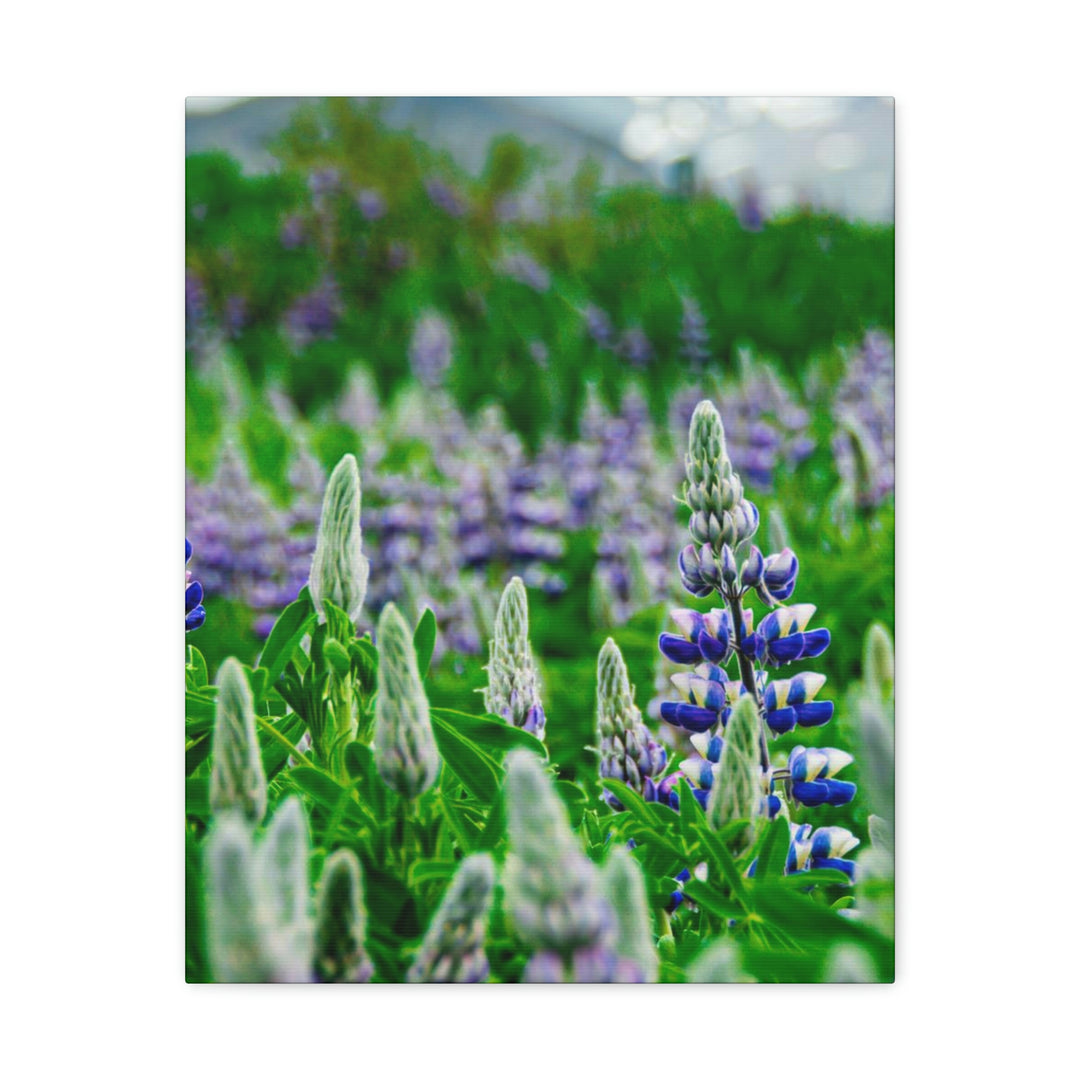 Glowing Lupin with Mountains - Canvas