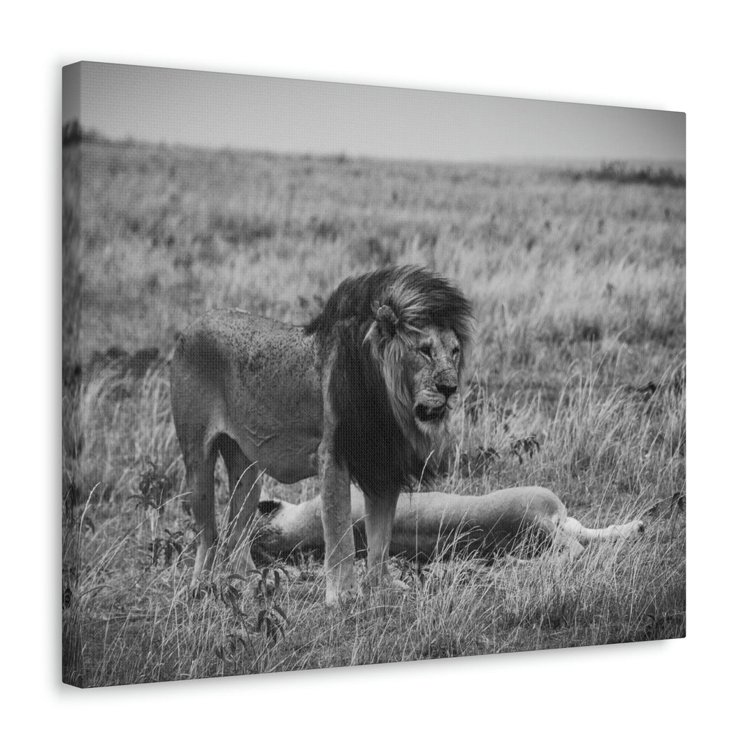 Mating Lions in Black and White - Canvas