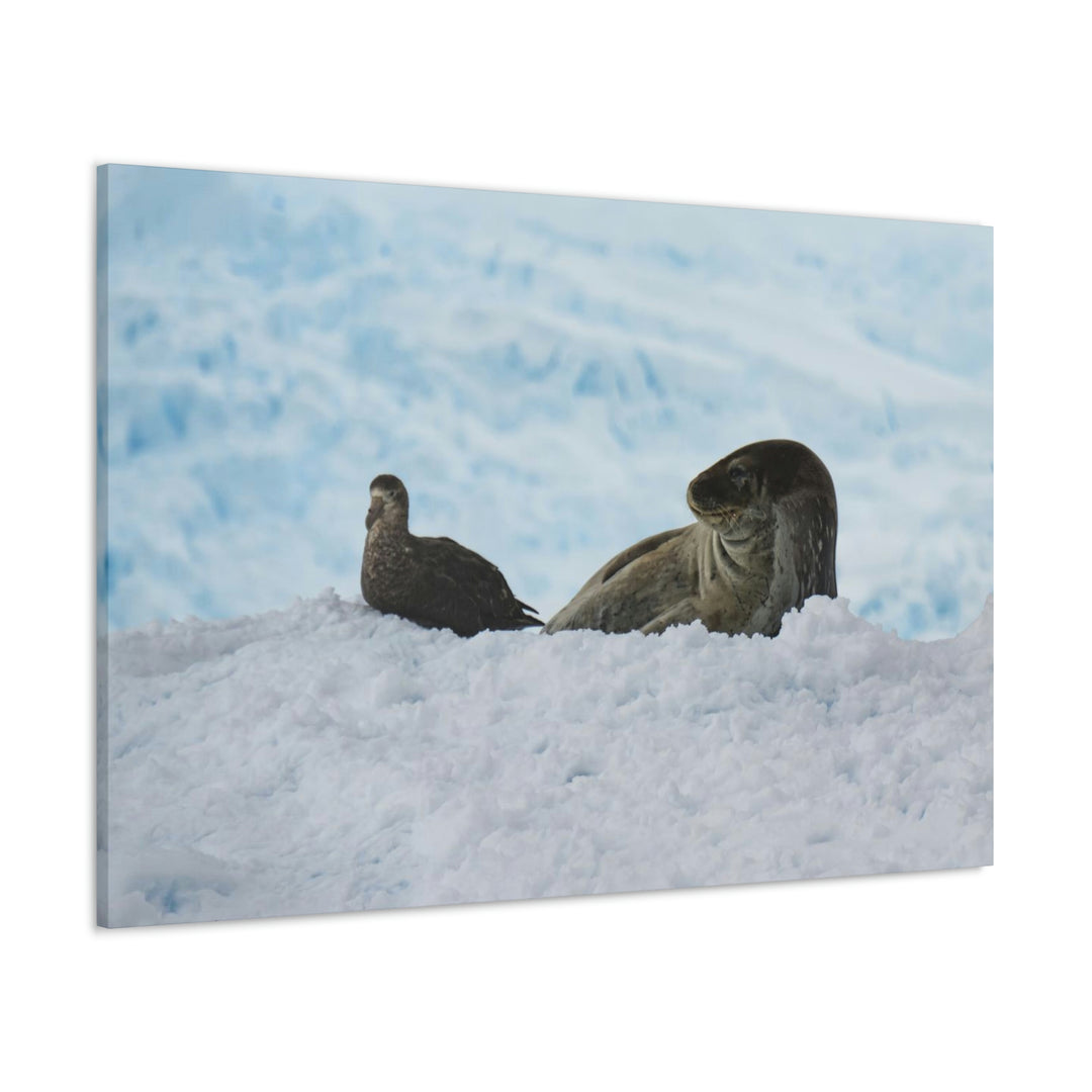 A Resting Pair - Canvas