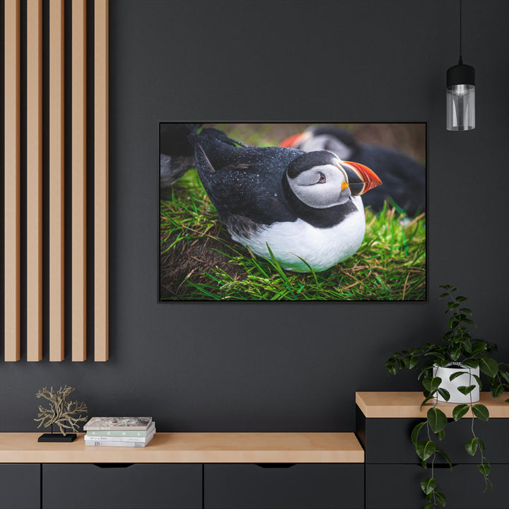 Resting Puffin - Canvas with Frame