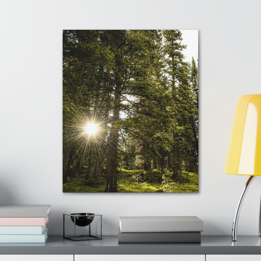 Forest Light - Canvas