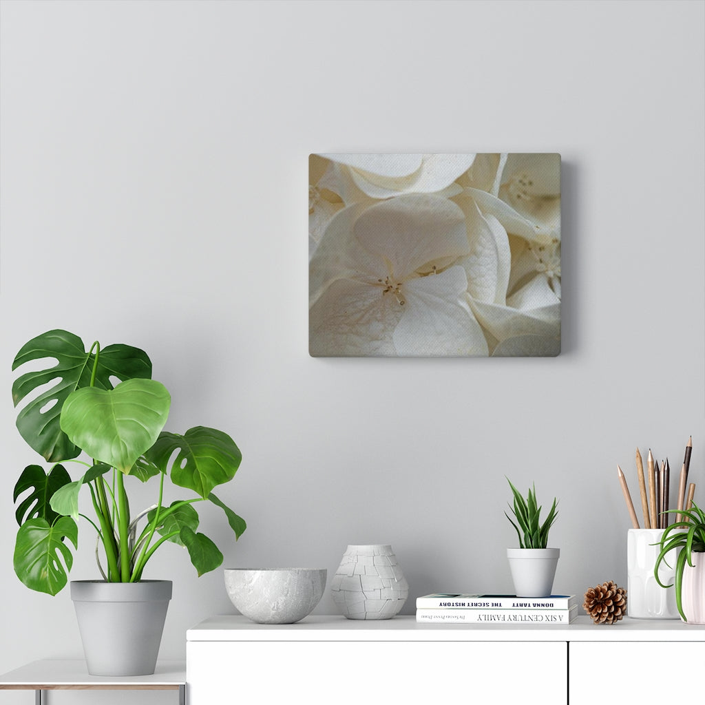 White Hydrangea Detail - Canvas