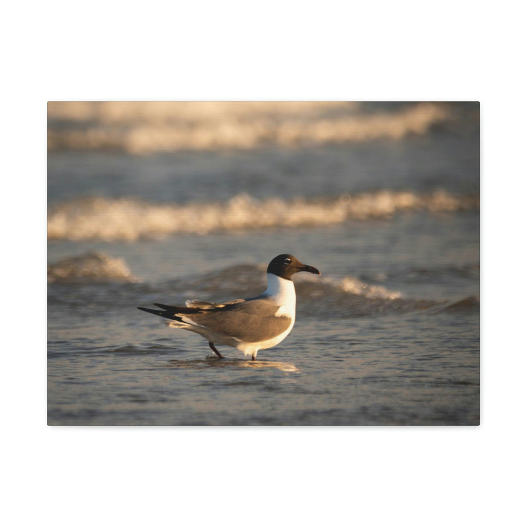 Laughing Gull in the Surf - Canvas