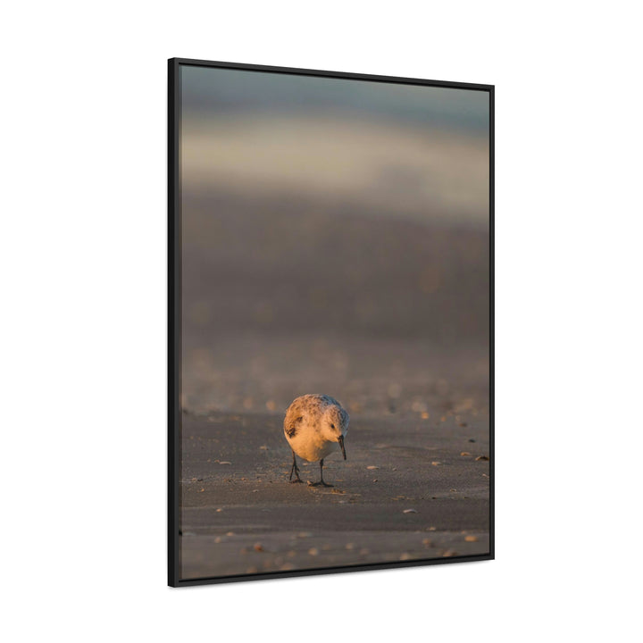 Feeding Sanderling - Canvas with Frame