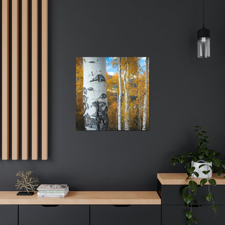 Aspens Changing - Canvas