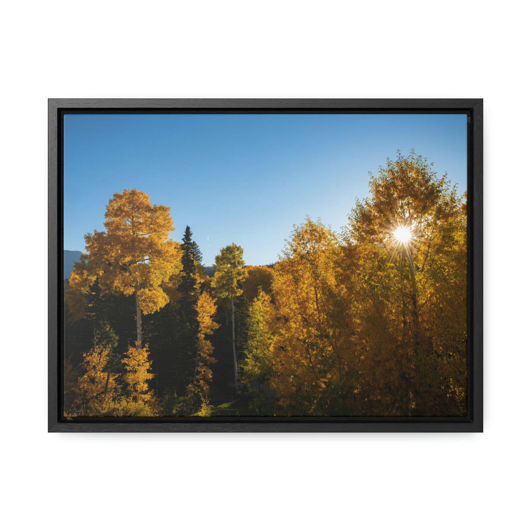 Sun Through the Aspens - Canvas with Frame