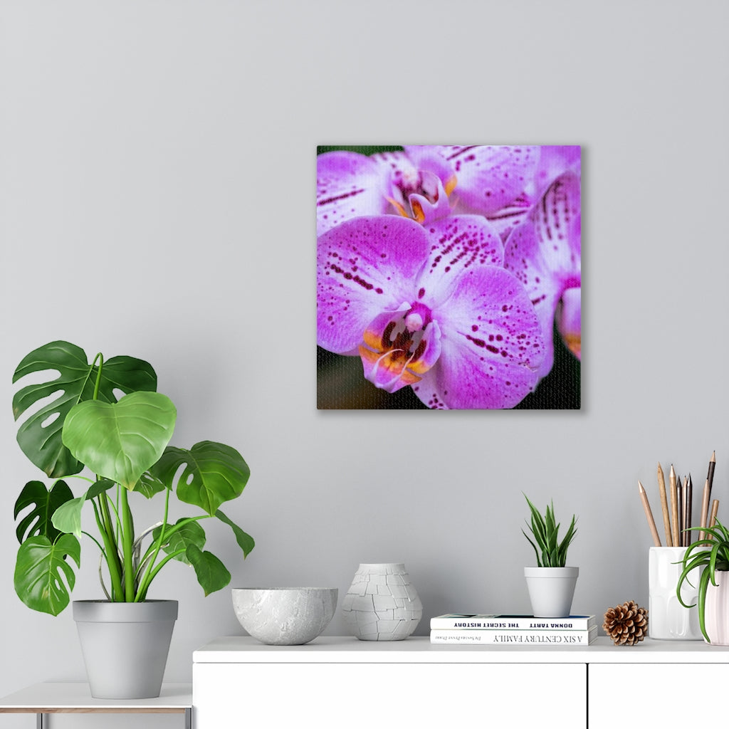 Orchid in Pink - Canvas