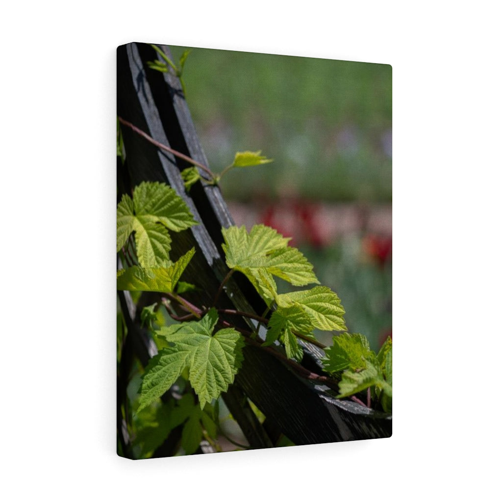 Ivy-Covered Fence - Canvas