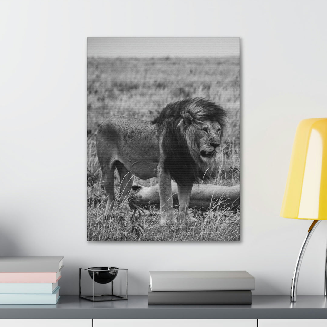 Mating Lions in Black and White - Canvas