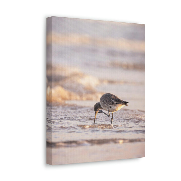 Willet Itch - Canvas