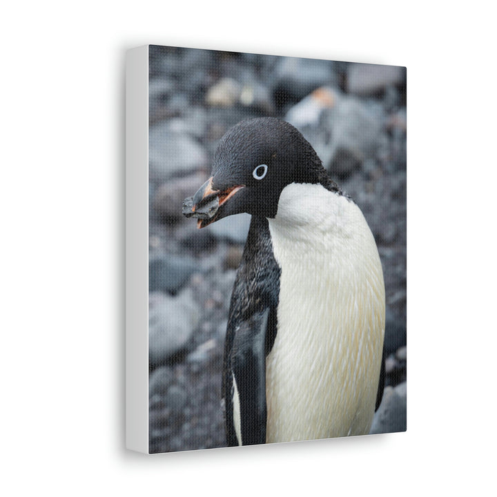 A Penguin's Pebble - Canvas