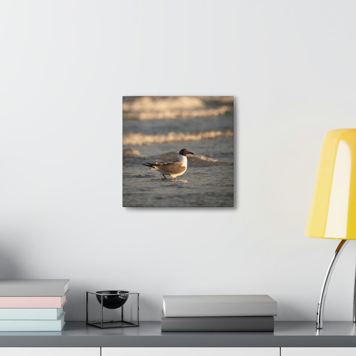 Laughing Gull in the Surf - Canvas