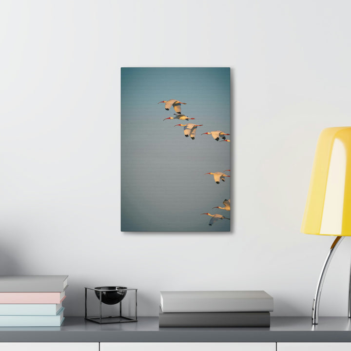 White Ibis in Flight - Canvas