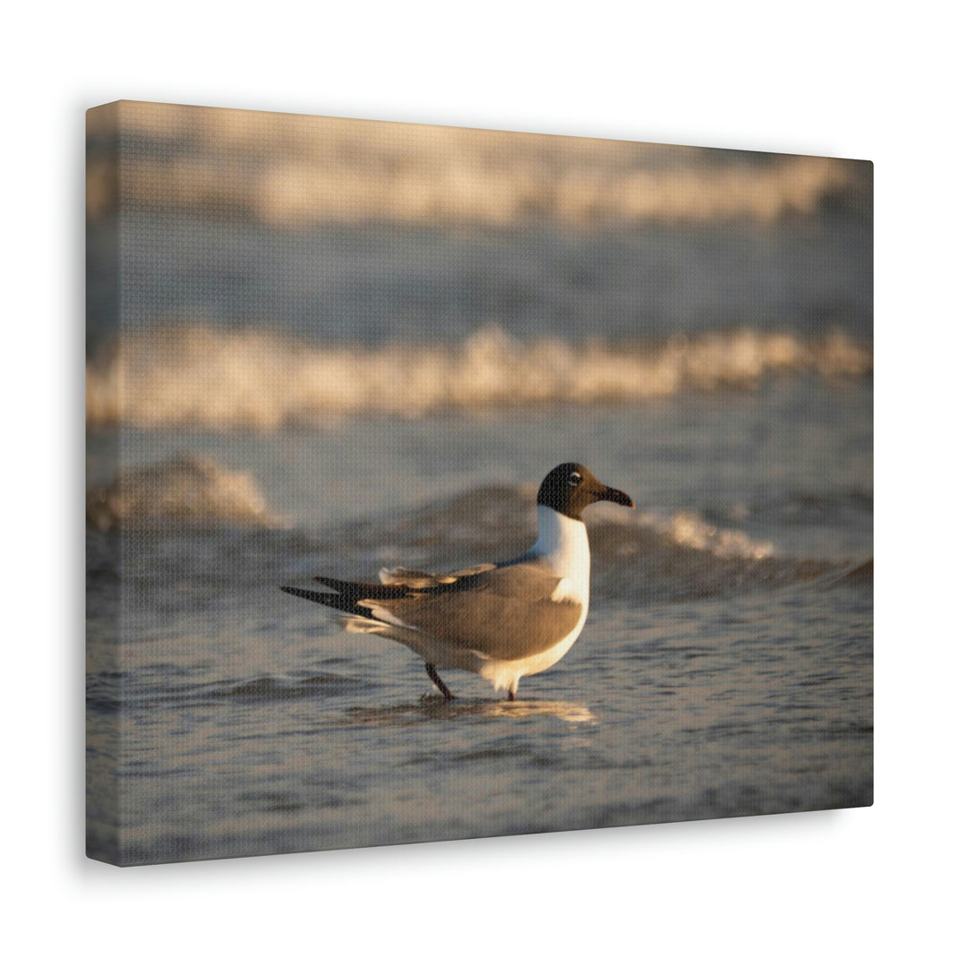 Laughing Gull in the Surf - Canvas